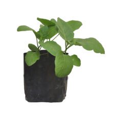 Eggplant - වම්බටු