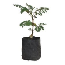 Rathu Kathurumurunga - රතු කතුරුමුරුoගා