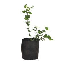 Jameson - ජැම්සන්