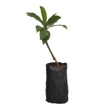 Sapadilla - සැපදිල්ලා