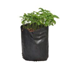 Kochi - කොච්චී