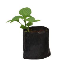 Spinach - නිවිති