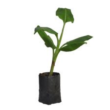 Banana - කෙසෙල්