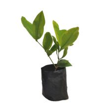 Bangkok Rose Apple - බැoකොක් ජම්බු