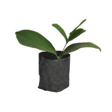 Green Rose Apple - කොල ජම්බු