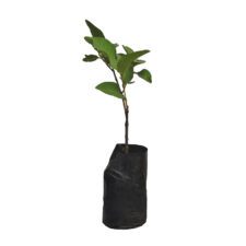 Kilo Guava - කිලෝ පේර