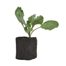 Cabbage - අතු ගෝවා