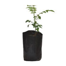 Curry Leaves - කරපිoචා