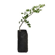 Woodapple - දිවුල්