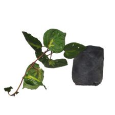 Naga Walliya - නාගවල්ලිය