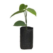 Pepper - ගම්මිරිස්