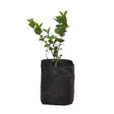 Jameson - ජැම්සන්