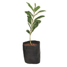 Bangkok Guava - බැoකොක් පේර