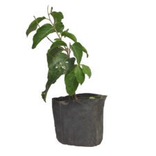 Uguressa - උගුරැස්ස