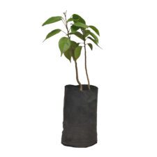 Gal Siyabala - ගල් සියඔලා