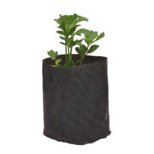 Saldari - සැල්දරී