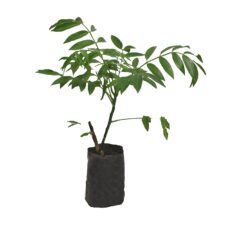 Abarella - මිටි ඇඔරැල්ලා - அம்பரெல்லா