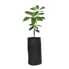 Pani Dodam - පැණි දොඩම්