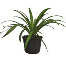 Ribbon - රිබන්