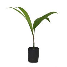 Puwak - පුවක්