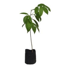 Mahogany - මහෝගනී