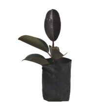 Rathu Nuga - රතු නුග