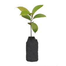 Teak Tree - තේක්ක