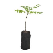 Bilin - බිලිO