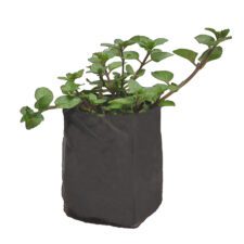 Minchi - මිoචි