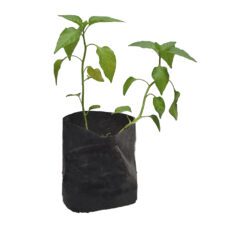 Capsicum - මාලු මිරිස්