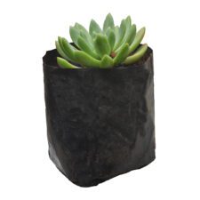 Cactus - කැක්ටස්