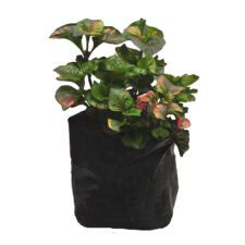 Mal Mukunuwenna - මල් මුකුනුවැණ්ණ