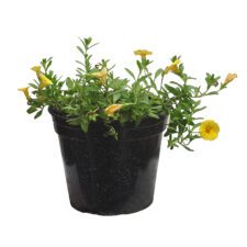 Vitothiya - විටොතියා