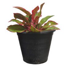 Agronima - ඇග්‍රොනිමා