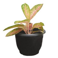 Agronima - ඇග්‍රොනිමා