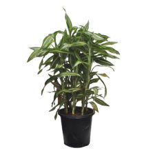 Sandriana - සැන්ඩ්‍රියානා