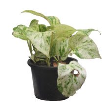 Money Plant - මනි ප්ලාන්ට්