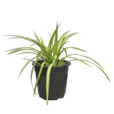 Pandanas - පැන්ඩනාස්