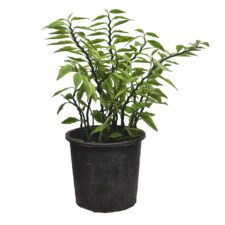 Podilanthus - පොඩිලැන්ටස්