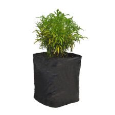 Kuuru Pihibiya - කූරු පිහිබියා