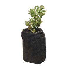 Podilanthus - පොඩිලැන්ටස්