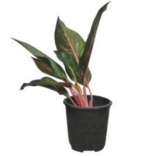 Agronima - ඇග්‍රොනිමා