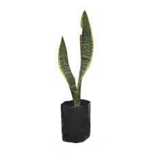 Snake Plant ( Sansevieria Plant)