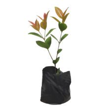 Christina - ක්‍රිස්ටිනා