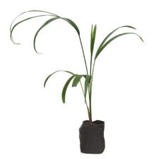 Kane Farm - කේන් ෆාම්