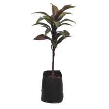 Codeline - කෝඩ්ලයින්