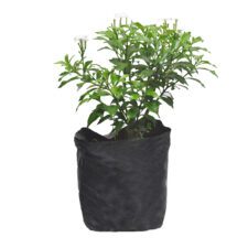 Kuuru Iwata - කූරු ඉවාටා