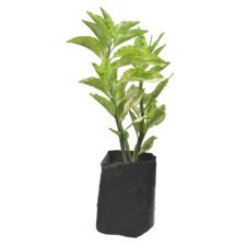 Podilanthus - පොඩිලැන්ටස්