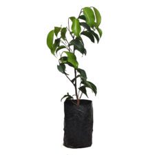 Benjamin - බෙන්ජමිනා