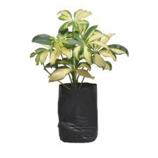 Shiflera - ෆිශ්ලේරා